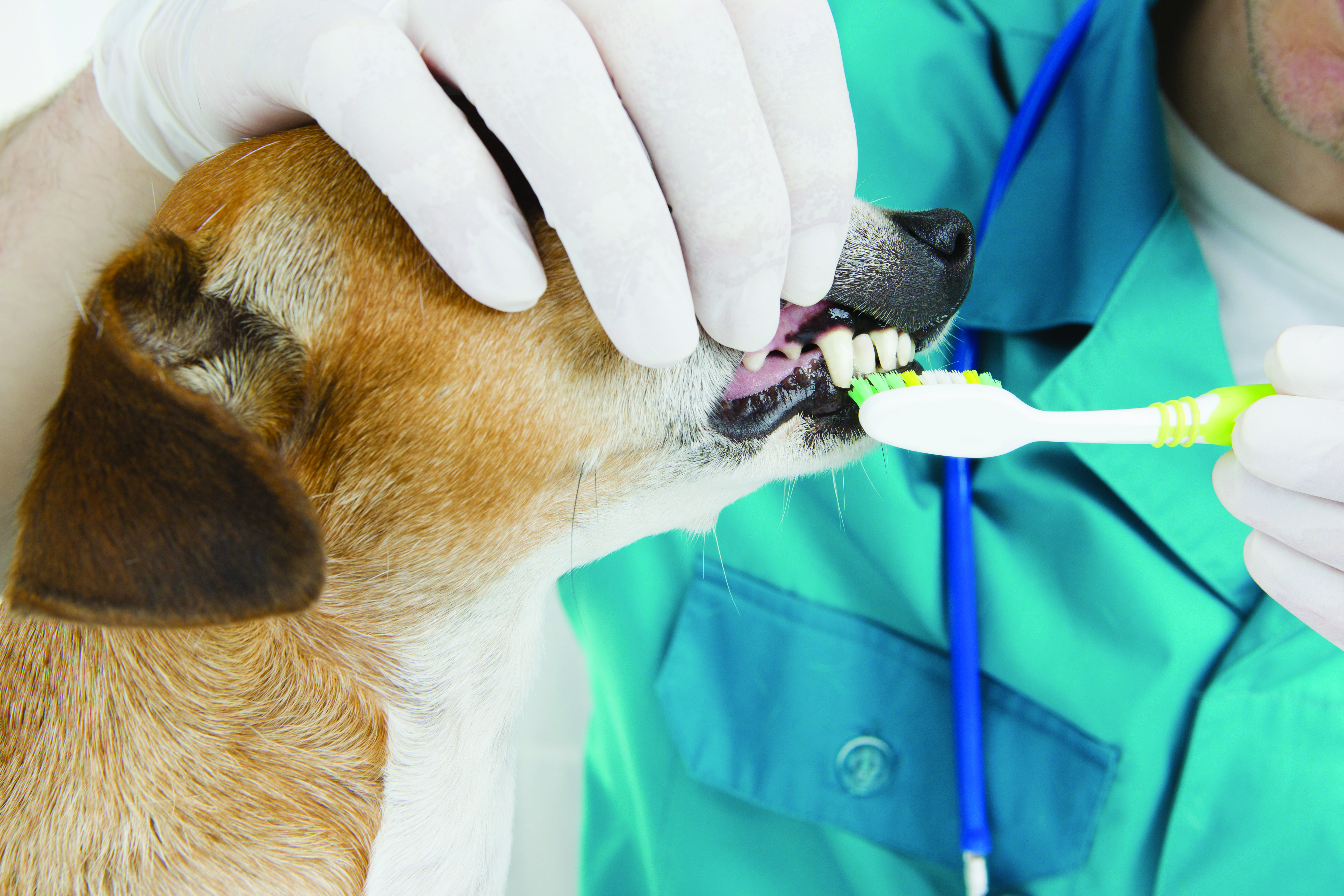 Vet brushing teeth